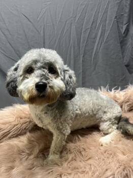 ANNIE -  Havanese Dog for Adoption in Elyria, Ohio - ANNIE | PetCurious
