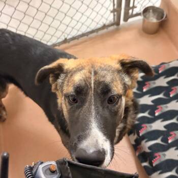 Slurp -  German Shepherd Dog and Mixed Breed Dog for Adoption in Reno, Nevada - Slurp | PetCurious