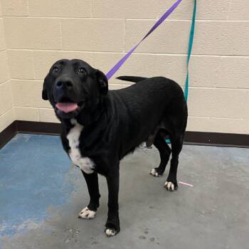 Mixed Breed Dogs Available for Adoption - Dexter | PetCurious