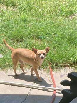 Chihuahua Dogs Available for Adoption in Dallas, Texas - HERSCHEL | PetCurious