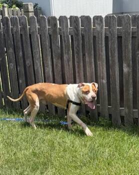 Buster Brown -  Pit Bull Terrier and Mixed Breed Dog for Adoption in Kansas City, Missouri - Buster Brown | PetCurious