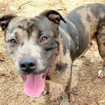 Ajax/ Draco -  English Bulldog and Mixed Breed Dog for Adoption in Valley, Alabama - Ajax/ Draco | PetCurious