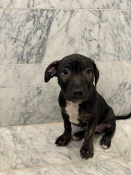 LadyBug -  Mixed Breed Dog for Adoption in New York, New York - LadyBug | PetCurious