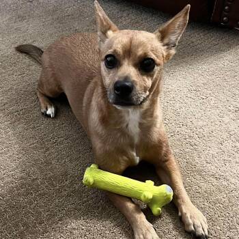 Koda -  Chihuahua Dog for Adoption in St. George, Utah - Koda | PetCurious