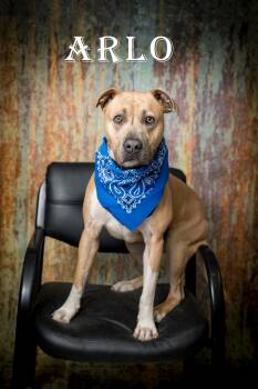 Mixed Breed Dogs Available for Adoption in North Myrtle Beach, South Carolina - Arlo | PetCurious