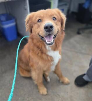 Mixed Breed Dogs Available for Adoption in Dallas, Texas - ROVER | PetCurious