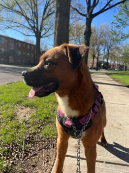 Mixed Breed Dogs Available for Adoption in Parma, Ohio - Ruby | PetCurious