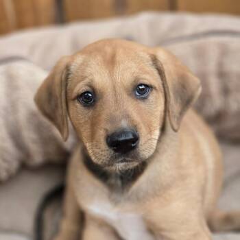 Trooper TW -  Labrador Retriever and Mixed Breed Dog for Adoption in Austin, Texas - Trooper TW | PetCurious