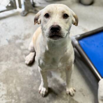 Babybel -  Terrier and Labrador Retriever Dog for Adoption in Carencro, Louisiana - Babybel | PetCurious