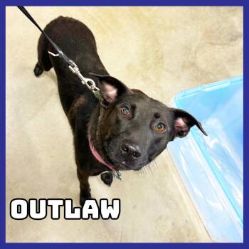 Outlaw -  Labrador Retriever and Australian Cattle Dog Blue Heeler Dog for Adoption in Glenwood, Minnesota - Outlaw | PetCurious