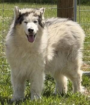 Yeti (Sweetest, Gentle Man) -  Alaskan Malamute Dog for Adoption in Newfoundland, Pennsylvania - Yeti (Sweetest, Gentle Man) | PetCurious