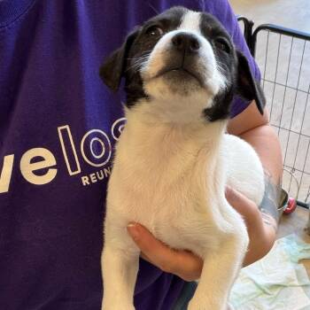 Autumn -  Mixed Breed Dog for Adoption in Webster, Texas - Autumn | PetCurious