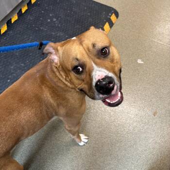 Pit Bull Terrier Dogs Available for Adoption in Council Bluffs, Iowa - Rico | PetCurious