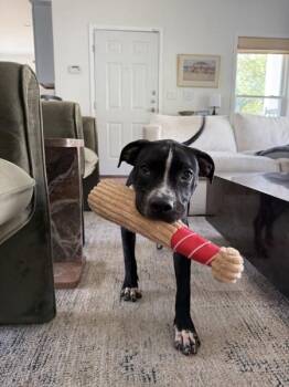 Ben -  Mixed Breed and Pit Bull Terrier Dog for Adoption in Austin, Texas - Ben | PetCurious