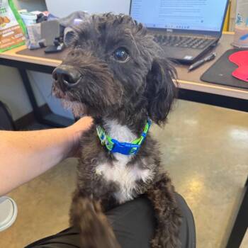 Miniature Poodle and Mixed Breed Dogs Available for Adoption in Mankato, Minnesota - Max | PetCurious