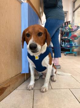 Rescue Beagle and Mixed Breed Dogs for Adoption in Disputanta, Virginia - Diamond | PetCurious