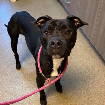 Pit Bull Terrier Dogs Available for Adoption - Nano | PetCurious