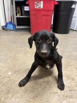 26-505 -  Labrador Retriever and Mixed Breed Dog for Adoption in Barnesville, Georgia - 26-505 | PetCurious
