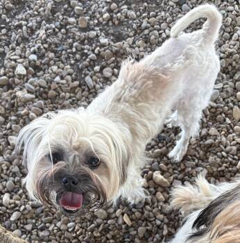 Macaron -  Shih Tzu Dog for Adoption in Plano, Texas - Macaron | PetCurious