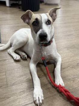 Rescue Mastiff and Spitz Dogs for Adoption in Lexington, Texas - Mogr | PetCurious