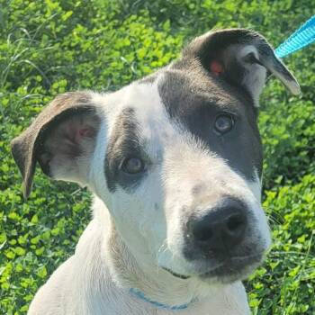 Simmons -  Retriever and Mixed Breed Dog for Adoption in Corpus Christi, Texas - Simmons | PetCurious