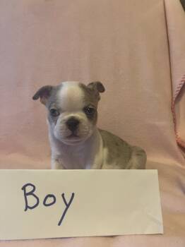 Spunky -  Boston Terrier Dog for Sale in Columbus, Ohio - Spunky | PetCurious