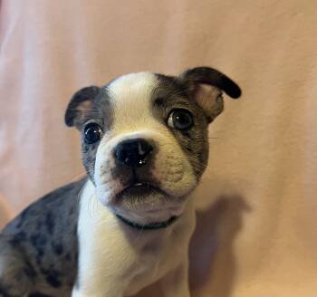 Spunky -  Boston Terrier Dog for Sale in Columbus, Ohio - Spunky | PetCurious