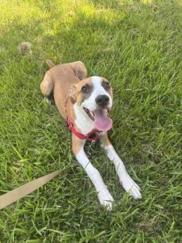 Glenn -  Hound and Mixed Breed Dog for Adoption in New Orleans, Louisiana - Glenn | PetCurious