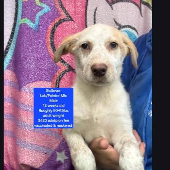 Labrador Retriever and Pointer Dogs Available for Adoption in Oviedo, Florida - SixSeven | PetCurious