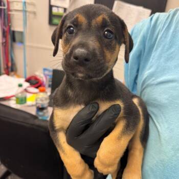 Firecracker -  Mixed Breed Dog for Adoption in Columbiana, Alabama - Firecracker | PetCurious