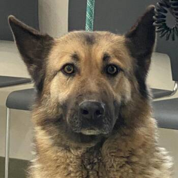 German Shepherd Dog Dogs Available for Adoption - 70203 | PetCurious