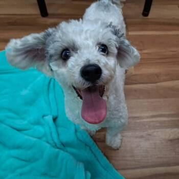 Brady -  Miniature Poodle Dog for Adoption in Canon City, Colorado - Brady | PetCurious