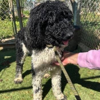 Standard Poodle Dogs Available for Adoption in Agua Dulce, California - Prada | PetCurious