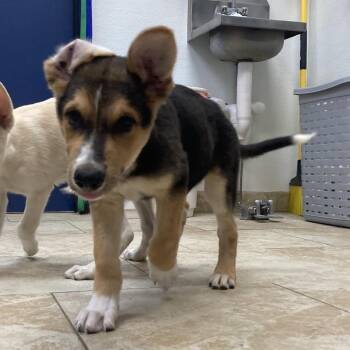 Tom -  Shepherd Dog for Adoption in Galveston, Texas - Tom | PetCurious