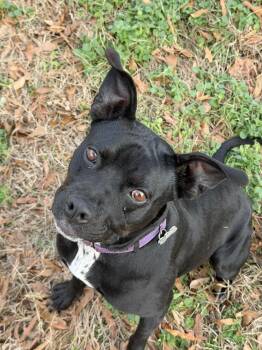 Pit Bull Terrier Dogs Available for Adoption in Boston, Massachusetts - Ivy | PetCurious