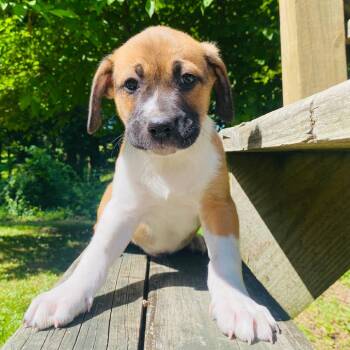Ares -  Beagle Dog for Adoption in Rockville, Maryland - Ares | PetCurious