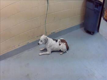 Australian Cattle Dog Blue Heeler and Mixed Breed Dogs Available for Adoption in Tulsa, Oklahoma - DOUG | PetCurious