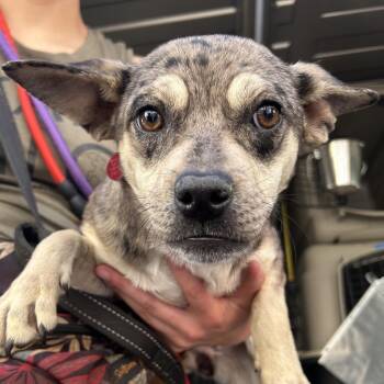 Chihuahua and Mixed Breed Dogs Available for Adoption - MARBLES | PetCurious