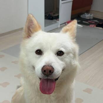 Rumi -  Shiba Inu and Jindo Dog for Adoption in Danvers, Massachusetts - Rumi | PetCurious