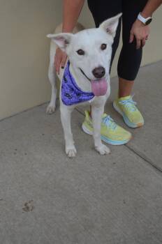 Phantasm -  German Shepherd Dog Dog for Adoption in Mckinney, Texas - Phantasm | PetCurious