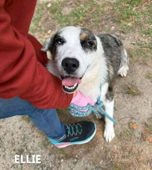 Australian Shepherd Dogs Available for Adoption in Washington, Georgia - Ellie | PetCurious