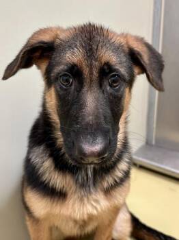 Seatbelt -  Mixed Breed Dog for Adoption in Wichita, Kansas - Seatbelt | PetCurious