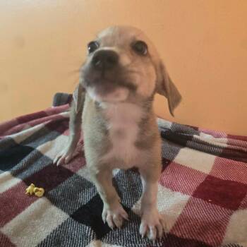 Neptune -  Anatolian Shepherd and Mixed Breed Dog for Adoption in Aberdeen, North Carolina - Neptune | PetCurious
