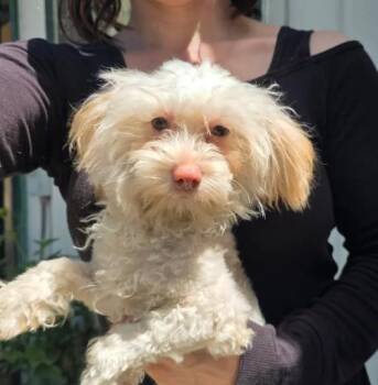 Toby -  Miniature Poodle and Maltese Dog for Adoption in Manvel, Texas - Toby | PetCurious