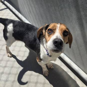 Beagle Dogs Available for Adoption in Tawas City, Michigan - Harvard 26-091 | PetCurious