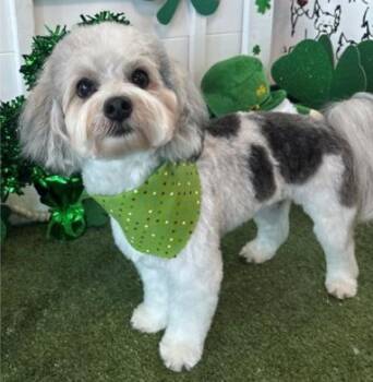 Bodee -  Havanese Dog for Adoption in Broken Arrow, Oklahoma - Bodee | PetCurious