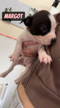 Margot -  Pit Bull Terrier and Cattle Dog Dog for Adoption in Gilberts, Illinois - Margot | PetCurious