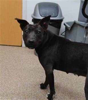 BOO -  Pit Bull Terrier and Mixed Breed Dog for Adoption in Albuquerque, New Mexico - BOO | PetCurious