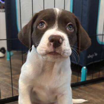 Neo Doo -  Border Collie and Mixed Breed Dog for Adoption in San Antonio, Texas - Neo Doo | PetCurious