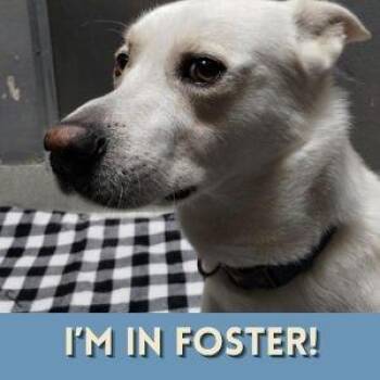 Husky and Labrador Retriever Dogs Available for Adoption in Alameda, California - JOEY | PetCurious